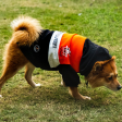 Pet Snugs You Had Me At Woof Sweatshirt for Dogs (Orange White & Black) Online