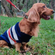 Pet Snugs Stripes Sweaters for Dogs (Blue White & Red) Online