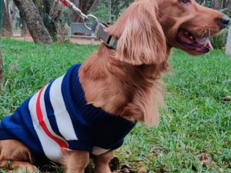 Pet Snugs Stripes Sweaters for Dogs (Blue White & Red) Online