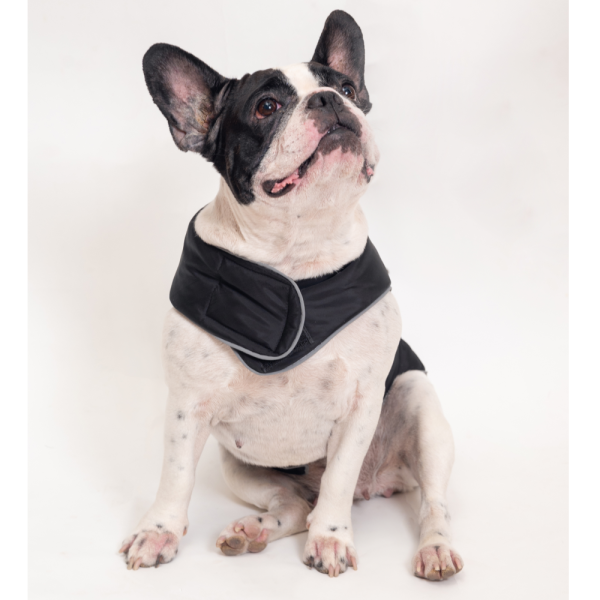 Petsnugs Jacket for Dogs and Cats (Black) Online Sale