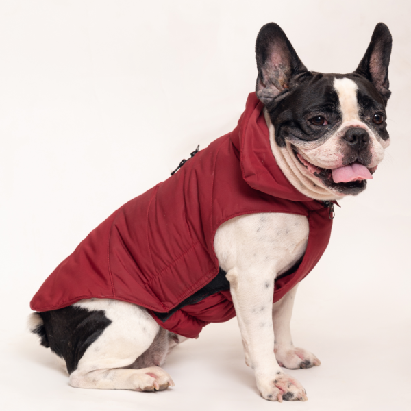 Petsnugs Jacket for Dogs and Cats (Maroon) Online now