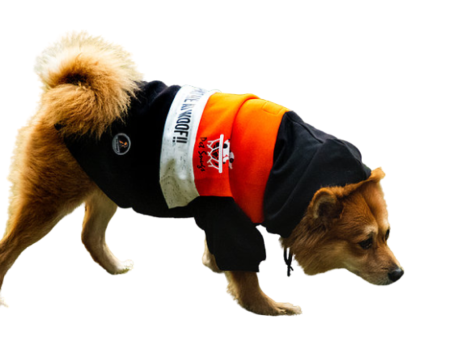 Pet Snugs You Had Me At Woof Sweatshirt for Dogs (Orange White & Black) Online