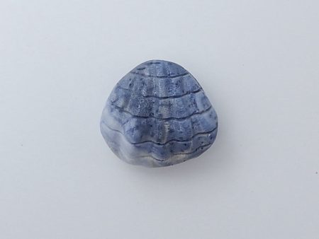 Blue Coral Carved Shell Gemstone Cabochon, 25x27x15mm, 12g For Cheap