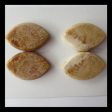 2 Pairs Natural Fossil Coral Cabochons 26x17x4mm, 13g Fashion