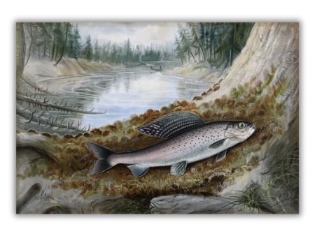 Limited Edition  The Grayling  Print Hot on Sale