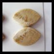 2 Pairs Natural Fossil Coral Cabochons 26x17x4mm, 13g Fashion