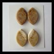 2 Pairs Natural Fossil Coral Cabochons 26x17x4mm, 13g Fashion