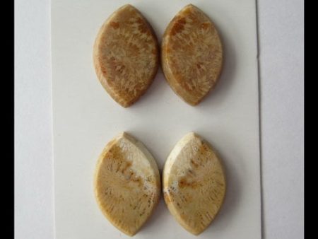 2 Pairs Natural Fossil Coral Cabochons 26x17x4mm, 13g Fashion