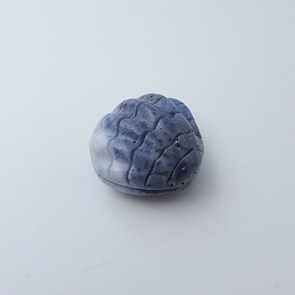 Blue Coral Carved Shell Gemstone Cabochon, 25x27x15mm, 12g For Cheap