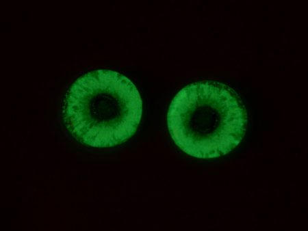 16mm Glow in the Dark Zombie Human Glass Eyes Online Hot Sale